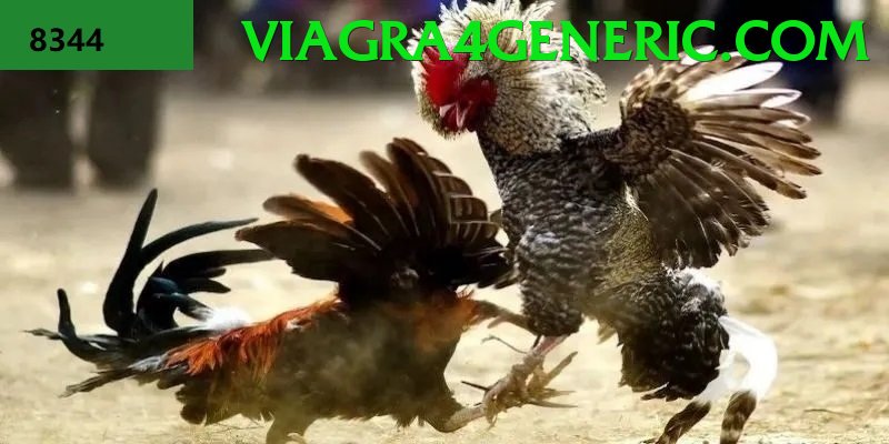 Đá Gà Trực Tiếp - Ưu đãi đặc biệt